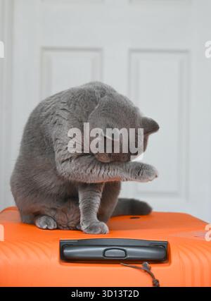 Traurige Katze sitzt auf dem Koffer und schließt sein Gesicht mit der Pfote. Stockfoto