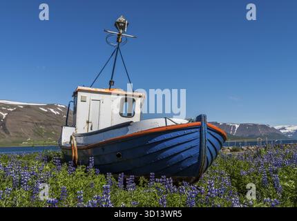 Thingeyri, Island - 5. Juli 2016: Altes, blaues Holzfischboot in der Nähe des Hafens von Thingeyri mit Bergen und Schnee auf Island, Thingeyri, IJsland Stockfoto