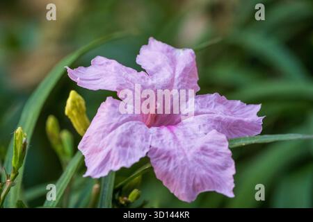 Pinkfarbene mexikanische Petunia Ruellia Simplex Porträt im Garten in Kairo, Ägypten Stockfoto