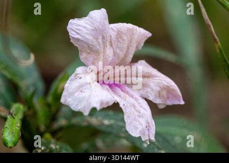 Pinkfarbene mexikanische Petunia Ruellia Simplex Porträt im Garten in Kairo, Ägypten Stockfoto