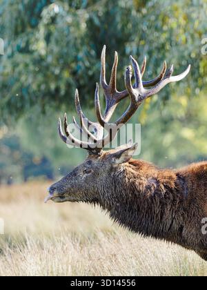 Rothirsch im Gras Stockfoto