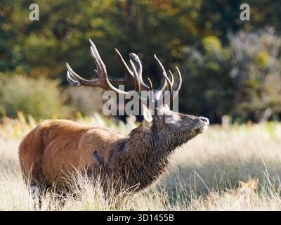 Rothirsch im Gras Stockfoto