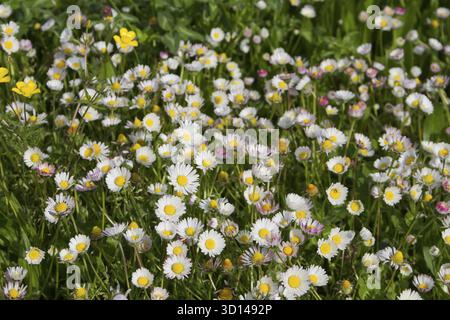 Gaensebluemchen, Gänseblümchen Stockfoto