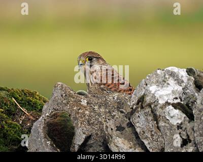 Jungfalke (Falco tinnunculis) auf einer Kalksteinmauer in Cumbria, England, Großbritannien Stockfoto