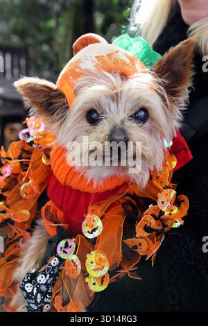 London, Großbritannien. Oktober 2025. Dougie, der Yorkshire Terrier, in Halloween-Kostüm gekleidet, im All Dogs Matter Howloween Dog Walk im Spaniard's Inn in Hampstead Heath, London. Der jährliche Walk ist eine Hilfe für die Wohltätigkeitsorganisation, die wieder Zuhause findet und Heimstätten für Hunde findet. Weitere Informationen finden Sie unter www.alldogsmatter.co.uk Credit: Paul Brown/Alamy Live News Stockfoto