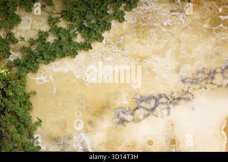 Alte verwitterte Wand mit Kletterpflanze Stockfoto