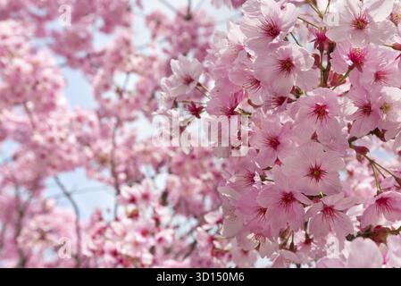 Hintergrund mit Pfirsich Blüten im Frühjahr Stockfoto