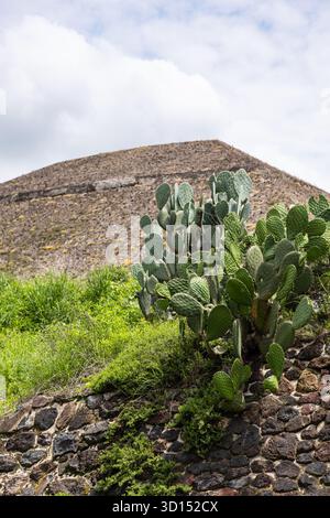 Nopalkaktus wächst neben der Sonnenpyramide in der antiken Stadt Teotihuacán, Mexiko. Stockfoto