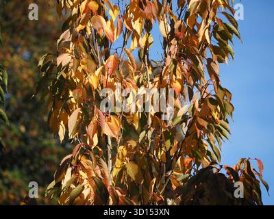 Kirschbäume Blätter in Herbstfarben vor blauem Himmel Stockfoto