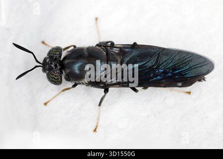 Schwarze Soldatenfliegenart Hermetia erhellt in hoher Auflösung mit extremem Fokus. Stockfoto