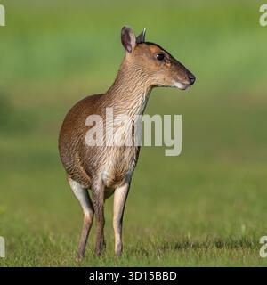 Nahaufnahme und detaillierte freche weibliche Reeves's muntjac ( Muntiacus reevesi), die in einer Farm-Umgebung durch das Grasland spazieren. Suffolk, Großbritannien Stockfoto