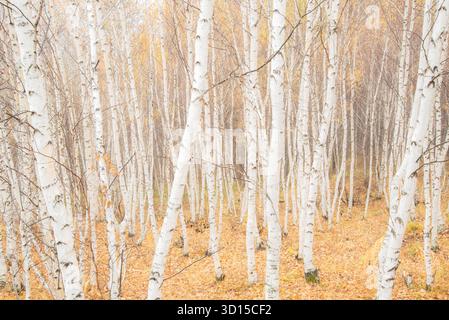 Ein traumhaftes Ambiente der herbstlichen Landschaft im Freien, die einen hoffnungsvollen und fröhlichen Berg und Wald der Mutter Natur einfängt. Stockfoto