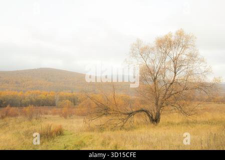 Ein traumhaftes Ambiente der herbstlichen Landschaft im Freien, die einen hoffnungsvollen und fröhlichen Berg und Wald der Mutter Natur einfängt. Stockfoto