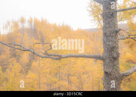 Ein traumhaftes Ambiente der herbstlichen Landschaft im Freien, die einen hoffnungsvollen und fröhlichen Berg und Wald der Mutter Natur einfängt. Stockfoto