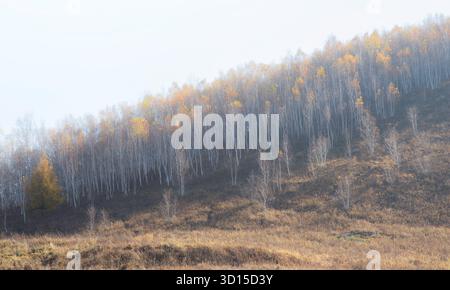 Ein traumhaftes Ambiente der herbstlichen Landschaft im Freien, die einen hoffnungsvollen und fröhlichen Berg und Wald der Mutter Natur einfängt. Stockfoto