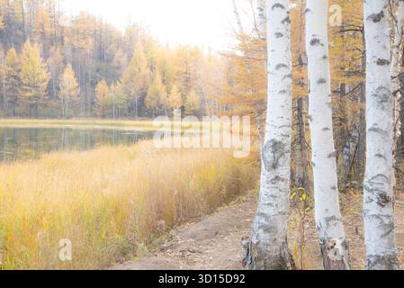Ein traumhaftes Ambiente der herbstlichen Landschaft im Freien, die einen hoffnungsvollen und fröhlichen Berg und Wald der Mutter Natur einfängt. Stockfoto