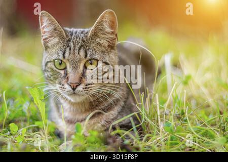 Die Tabbykatze liegt im Gras. Hauskatze auf einem Spaziergang. Schöne Katze für die Tarnung. Die Reichweite des Tieres. Graue Tabby-Katze Stockfoto
