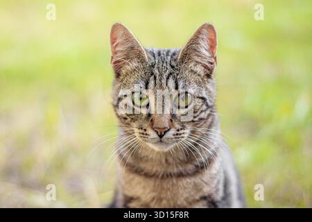 Die Tabbykatze liegt im Gras. Hauskatze auf einem Spaziergang. Schöne Katze für die Tarnung. Die Reichweite des Tieres. Graue Tabby-Katze Stockfoto