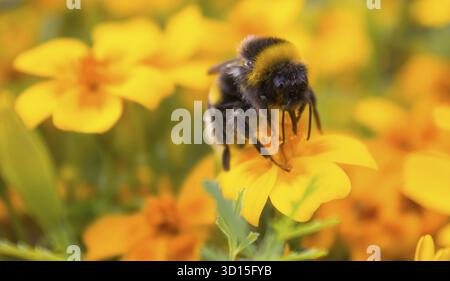 Hummel sammelt Nektar von einer gelben Blume. Hummel auf einer Blume. Kleines Insekt. Nektar entnehmen Stockfoto