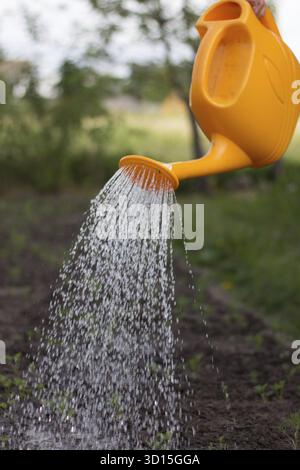 Die Bewässerung der Betten aus einer Gießkanne. Pflege der Betten. Die Pflege von Pflanzen. Wasser aus dem Luica. Wasserstrahl nach unten Stockfoto