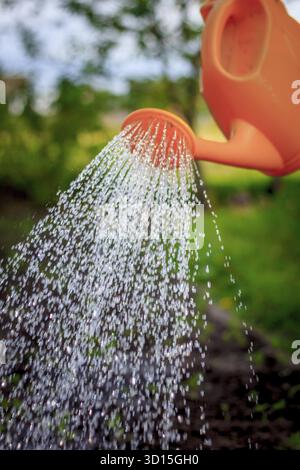 Die Bewässerung der Betten aus einer Gießkanne. Pflege der Betten. Die Pflege von Pflanzen. Wasser aus dem Luica. Wasserstrahl nach unten Stockfoto
