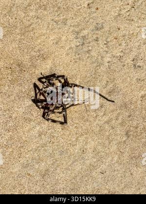 Eine Nahaufnahme einer großen, dunkelbraunen Spinne auf einer sandigen Oberfläche. Die Spinne hat lange Beine und einen kompakten Körper, der ihre komplizierten Details zeigt. Stockfoto