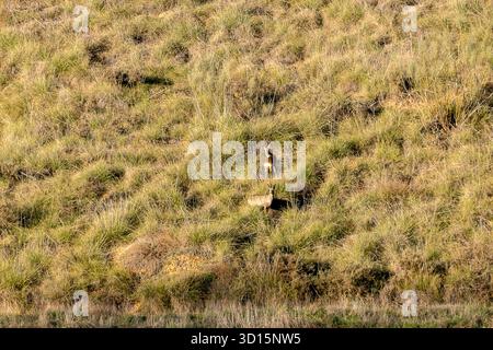 Hirsche grasen friedlich auf einem Hügel, der mit hohem Gras bedeckt ist, während die Sonne im Hintergrund untergeht. Stockfoto