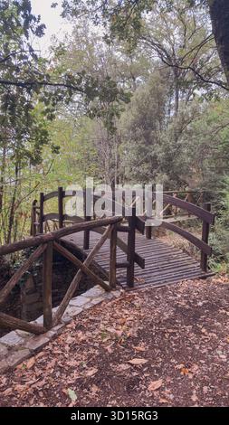 Friedliche Kastanienwälder im Herbst mit trockenen Blättern, die den Boden bedecken Stockfoto