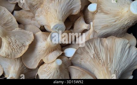 Frische Austernpilze mit natürlicher Textur und Detail Stockfoto