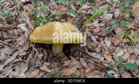 Wilder Pilz wächst auf Waldboden zwischen Herbstblättern Stockfoto