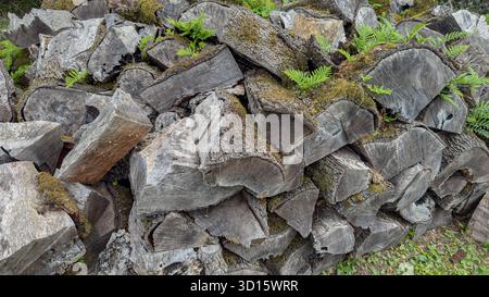 Moss und Ferns wachsen auf gestapelten Feuerholz-Logs Stockfoto