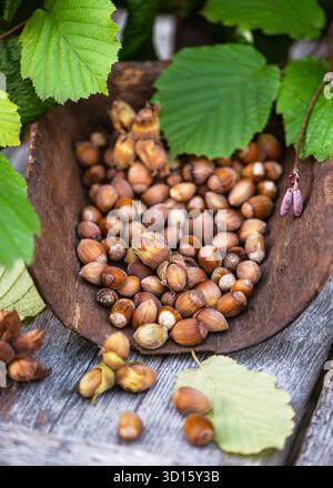 Rustikales Stillleben von Haselnüssen in einer Holzschale mit frischen grünen Haselnussblättern. Natürliches Konzept der Herbsternte, perfekt für Naturthemen Stockfoto