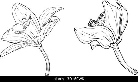 Set, Clip-Art von Vanilleblume, Orchidee phalaenopsis mit großen Blütenblättern. Grafik-Linie Hand gezeichneter Tinte Schwarz-weiß-Vektor Stock Vektor