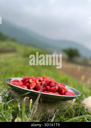Frisch geerntete Erdbeeren in einem Metalltablett auf Gras, Mazandaran, Iran – seichte Konzentration mit nebeligen Hügeln im Hintergrund. Stockfoto