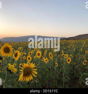 Helle Sonnenblumen in voller Blüte in KalPush Plain, Iran; ländliches Ackerland, Sommerlicht und herrlicher Blick auf die Berge. Stockfoto