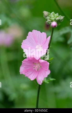 Malva moschata, Moschusmalve, rosa Blüten im Sommer Stockfoto