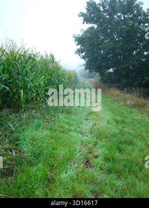 Nebeliger ländlicher Pfad zwischen Maisfeld und großem Baum im Morgennebel Stockfoto