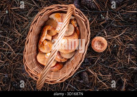 Korb gefüllt mit frisch geernteten Lactarius deliciosus (Safranmilchkappe) Pilzen auf Waldboden. Stockfoto