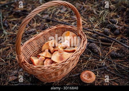 Korb gefüllt mit frisch geernteten Lactarius deliciosus (Safranmilchkappe) Pilzen auf Waldboden. Stockfoto