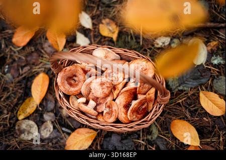Korb gefüllt mit frisch geernteten Lactarius deliciosus (Safranmilchkappe) Pilzen auf Waldboden umgeben von goldenen Herbstblättern. Stockfoto