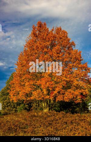 Mecosta County, Michigan, USA Stockfoto