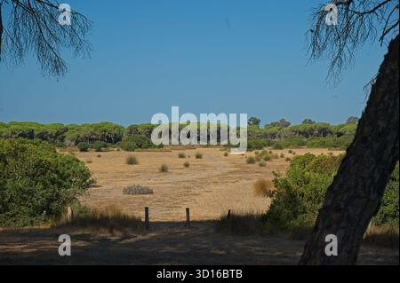 Landschaft im Donana Nationalpark in Andalusien in Spanien Stockfoto
