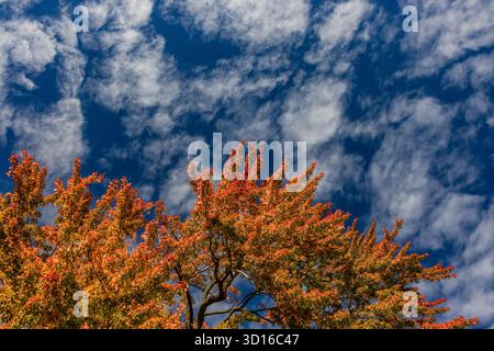 Brilliant Red Maple, Acer rubrum, in voller Herbstpracht im Mecosta County, Michigan, USA Stockfoto