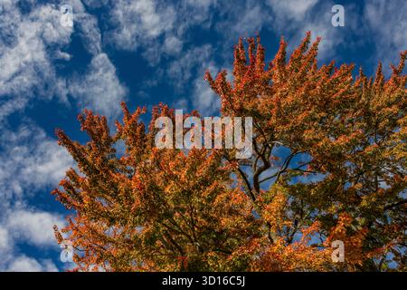 Brilliant Red Maple, Acer rubrum, in voller Herbstpracht im Mecosta County, Michigan, USA Stockfoto