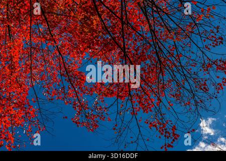 Brilliant Red Maple, Acer rubrum, in voller Herbstpracht im Mecosta County, Michigan, USA Stockfoto