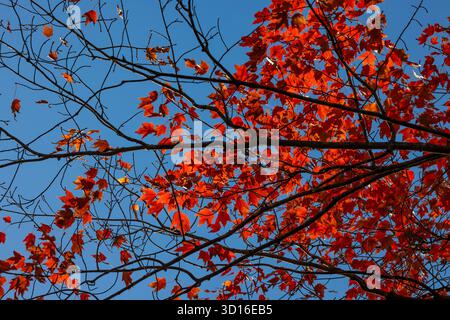 Brilliant Red Maple, Acer rubrum, in voller Herbstpracht im Mecosta County, Michigan, USA Stockfoto