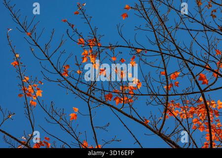Brilliant Red Maple, Acer rubrum, in voller Herbstpracht im Mecosta County, Michigan, USA Stockfoto