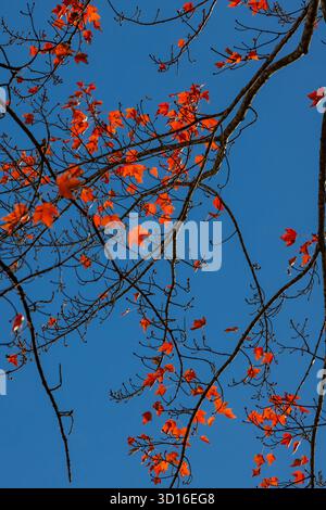 Brilliant Red Maple, Acer rubrum, in voller Herbstpracht im Mecosta County, Michigan, USA Stockfoto