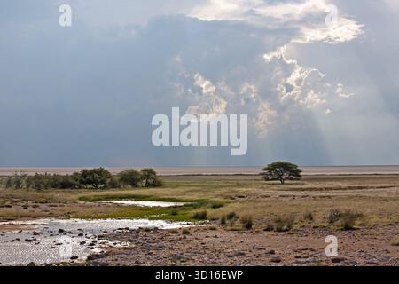 Dramatischer Himmel mit Sonnenstrahlen, die durch Wolken über der Etosha-Pfanne im Etosha-Nationalpark in Namibia brechen, mit Akazienbäumen und grasbewachsener Savanne im f Stockfoto