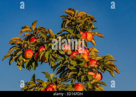 Mecosta County, Michigan, USA Stockfoto